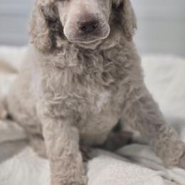 Galena - Cream female Poodle puppy in Conroe, Texas from Pear house farm
