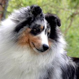 Shetland Sheepdogs from Lacewood Shetland Sheepdogs