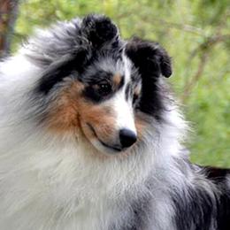 Shetland Sheepdogs from Lacewood Shetland Sheepdogs
