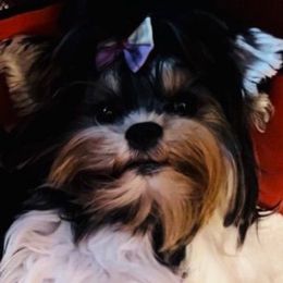 Jas - Biewer Terrier