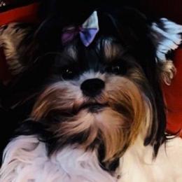 Jas - Biewer Terrier