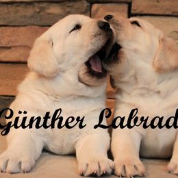 Labrador Retriever Puppies from Günther Labradors