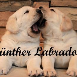 Labrador Retriever Puppies from Günther Labradors