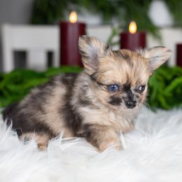 Haiden - Merle male Chihuahua puppy in Barnesville, Pennsylvania from Dachsy