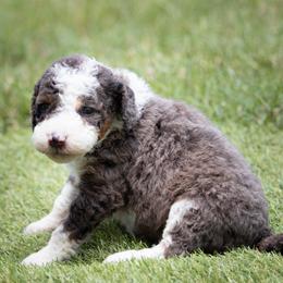 Rosalina - Blue merle female Aussiedoodle puppy in Jacksonville, Florida from Lolo’s Aussiedoodle