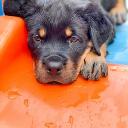 Rottweiler Puppies from Happy Rottweilers