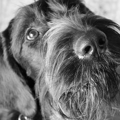 German Wirehaired Pointer All Grown Up from WyoWires German Wirehaired Pointers