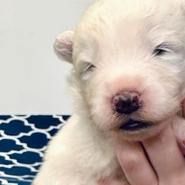 Boy 1 - Samoyed puppy from Icecrown Samoyeds