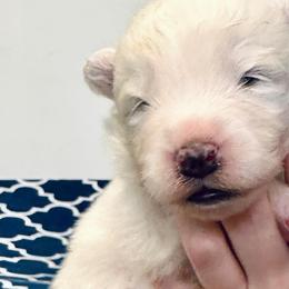 Boy 1 - Samoyed puppy from Icecrown Samoyeds