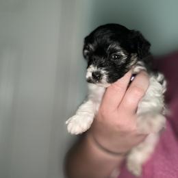 Goldendoodle and Maltipoo Puppies from Double J Doodle Farm