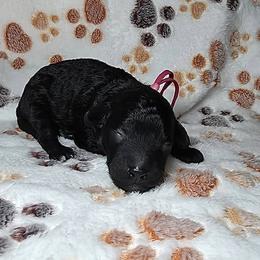 Princess Peach - Pink Band - Black female Poodle puppy in Plainfield, New Jersey from Caris Paws Poodles and Labradoodles