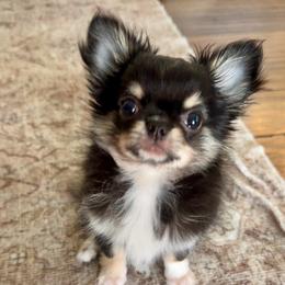 Elvis 5800 - Black and tan male Chihuahua puppy in Citrus Heights, California from Golden State Chihuahuas