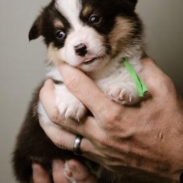 David - Black and tan male Pembroke Welsh Corgi puppy in South Otselic, New York from Ridge Top Corgis
