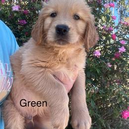 Green - Dark golden male Golden Retriever puppy in Jesup, Georgia from Painted Platinum Retrievers (Painted Platinum Kennel) PPK