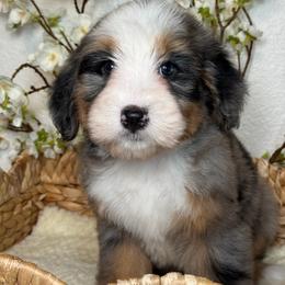 Zero - Tri-color male Bernedoodle puppy in Yuciapa, California from AlltheDoodlez_