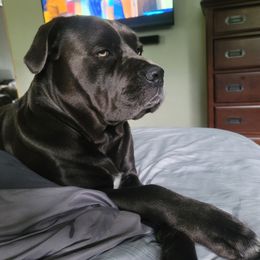 Dea - Cane Corso