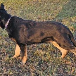 Crato - German Shepherd puppy from Von Thomson Haus