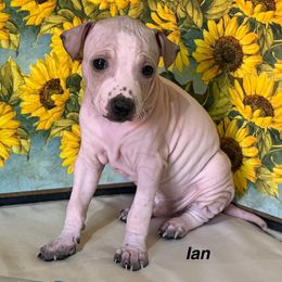 Ian - Red and white male American Hairless Terrier puppy in Buckingham, Illinois from Gaus Hof
