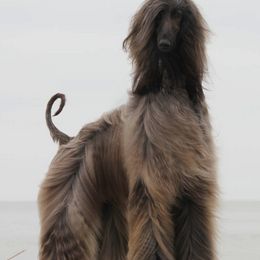 Afghan Hounds from Singh Afghan Hounds