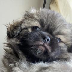 Rainy - Tibetan Spaniel