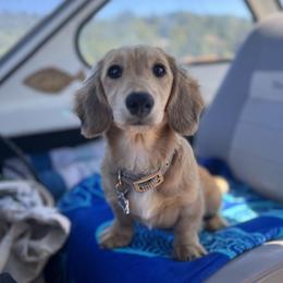 Rebel - Dachshund