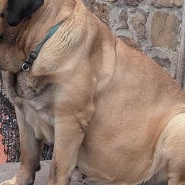 Curly - Mastiff