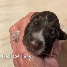Justice - Liver roan male German Shorthaired Pointer puppy in Boulder Creek, California from Paloma Vista Ranch