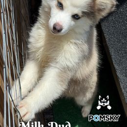 Milk Dud - Blue male Pomsky puppy in Eastman, Georgia from Once Upon A Pomsky