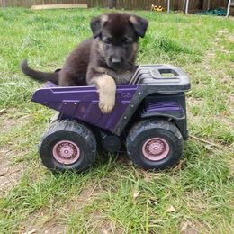 German Shepherd Puppies from Kaiser + Leyna