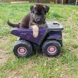 German Shepherd Puppies from Kaiser + Leyna