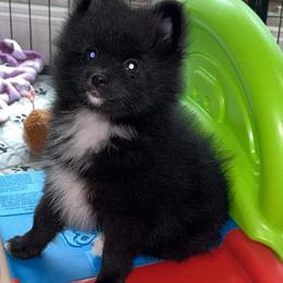 Pomeranian Puppies from Roxy's Pomeranian Puppies