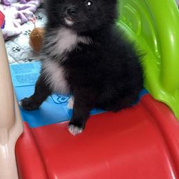 Pomeranian Puppies from Roxy's Pomeranian Puppies
