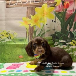 Chocolate and Tan Soft Wire Female Yellow Collar - Chocolate and tan female Dachshund puppy in Cleveland, Tennessee from Kelly's Doxie Farm