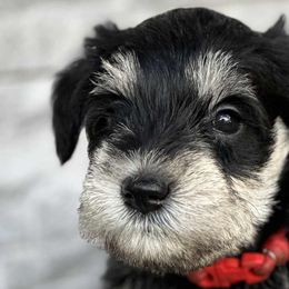 Miniature Schnauzers from ieva kasp