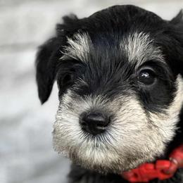 Miniature Schnauzers from ieva kasp