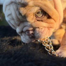 Mr Theo - Lilac tri-color male Bulldog puppy in Rockledge, Florida from BV Bulldogs
