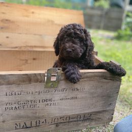 Barbet Puppies from Hydrangea Hills Farm