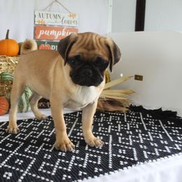 Annie - Fawn female Pug puppy in Tuscola, Illinois from Dream on puppies