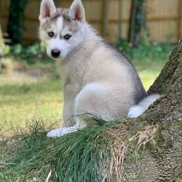 Siberian Husky Puppies from Myths and Legends Siberian Huskies
