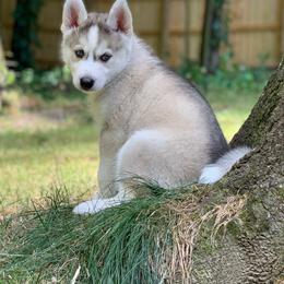 Siberian Husky Puppies from Myths and Legends Siberian Huskies