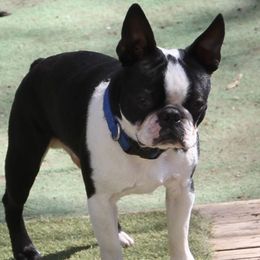 Turnip - Boston Terrier