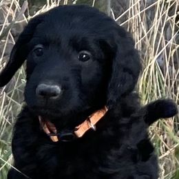 “Ranger” - Black Labradoodle puppy in Helena, Montana from Reese Labradoodles