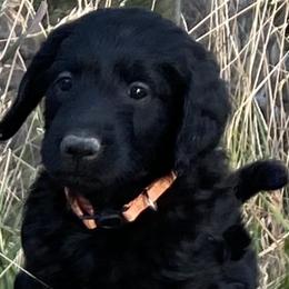 “Ranger” - Black Labradoodle puppy in Helena, Montana from Reese Labradoodles