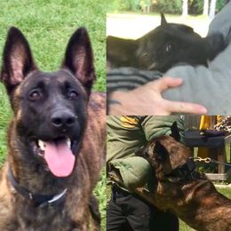 Monster - Belgian Malinois