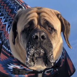 Australian Shepherds and Mastiffs from McKinley Mastiffs & Aussies