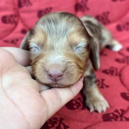 Girl 4 - Dapple female Dachshund puppy in Browns Valley, California from Hidden Oaks Dachshunds