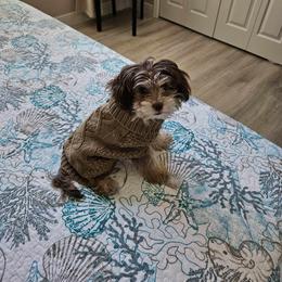 Aussiedoodle, Cockapoo, and Havapoo All Grown Up from Kaitlen Wood