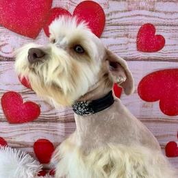 Ginger - Miniature Schnauzer