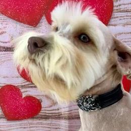 Ginger - Miniature Schnauzer