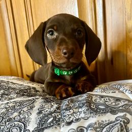 Oliver - Chocolate and tan male Dachshund puppy in Carrollton, Illinois from Kelly's Doxies